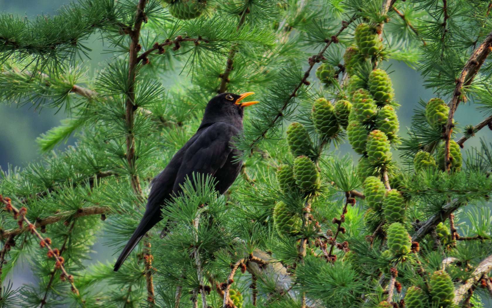 Aiuto per principiante!